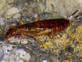 Forficula lesnei